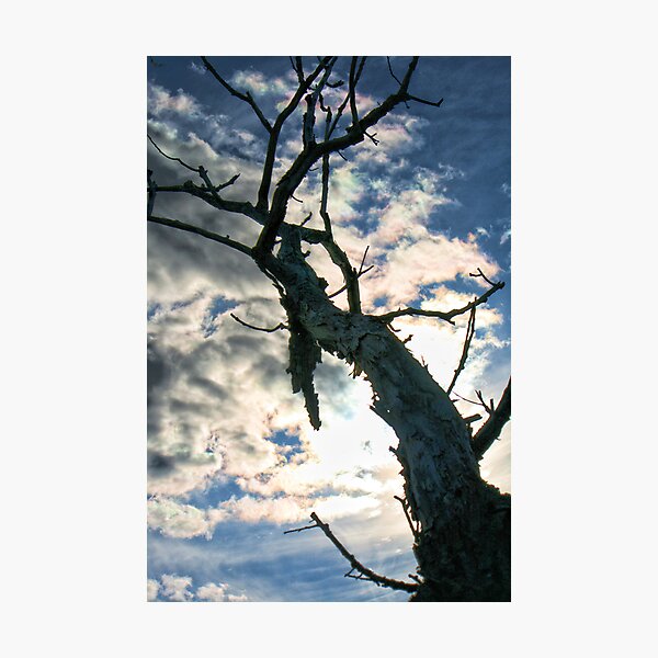 Item preview, Dead tree designed and sold by GPMPhotography.