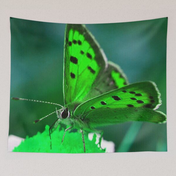 Item preview, Butterfly (MKW-I.8) designed and sold by Katrina Morgan.