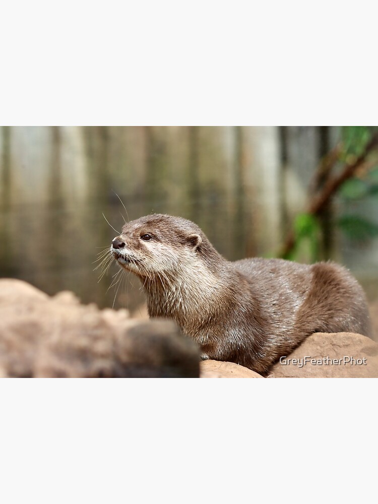 "Asian short clawed otter" Poster for Sale by GreyFeatherPhot | Redbubble