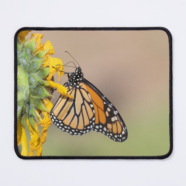 Item preview, Monarch 2019-7 designed and sold by Thomasyoung.