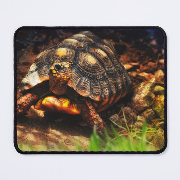 Item preview, Dry Land Turtle nature photo designed and sold by TheArtistOf2022.