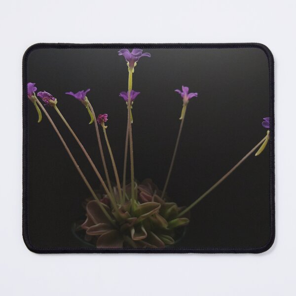 Item preview, Pinguicula in bloom #1 designed and sold by Deathplant.