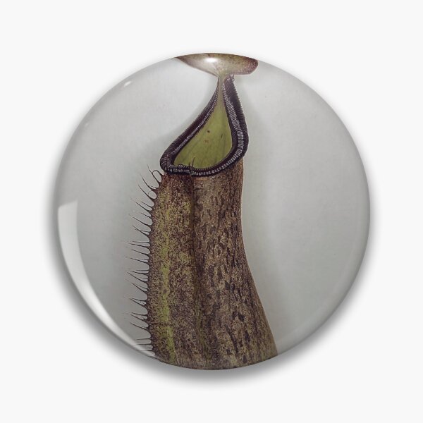 Item preview, Nepenthes robcantleyi x adnata pitcher designed and sold by Deathplant.