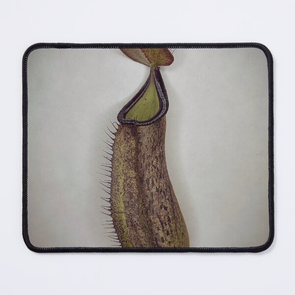 Item preview, Nepenthes robcantleyi x adnata pitcher designed and sold by Deathplant.