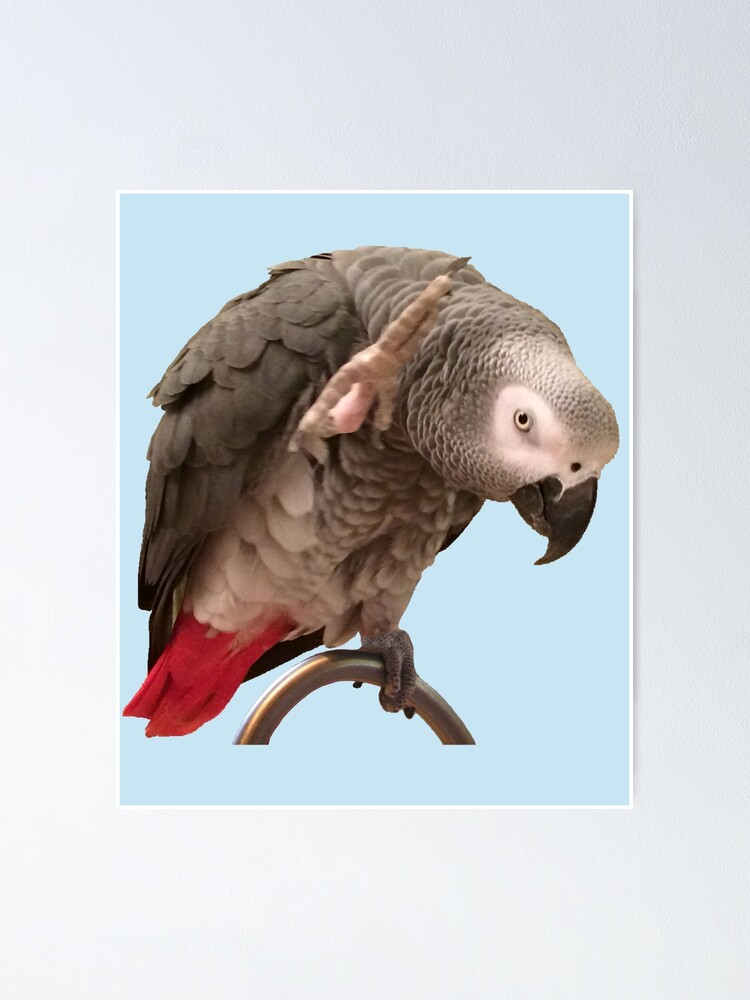 Funny Einstein African Grey Parrot Waving