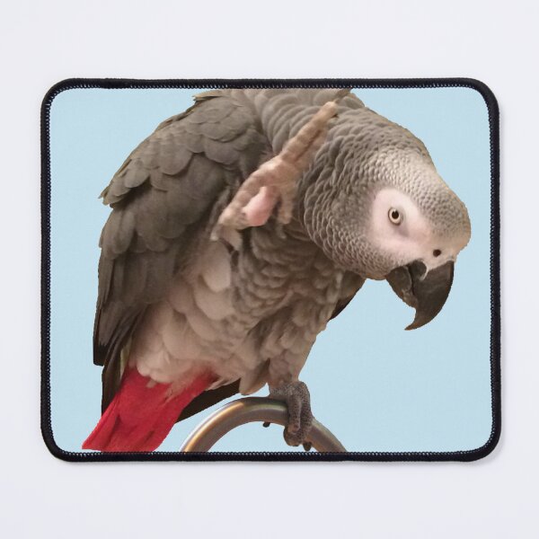 Item preview, Funny Einstein African Grey Parrot Waving designed and sold by einsteinparrot.