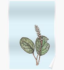 Salix Reticulata Poster
