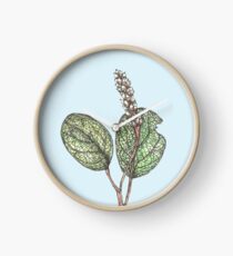 Salix Reticulata Clock