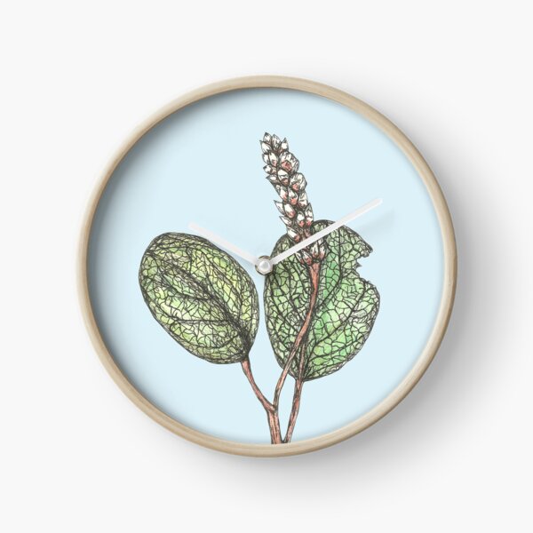 Vista previa del artículo con la obra «Salix Reticulata», diseñado y vendido por SerenSketches.