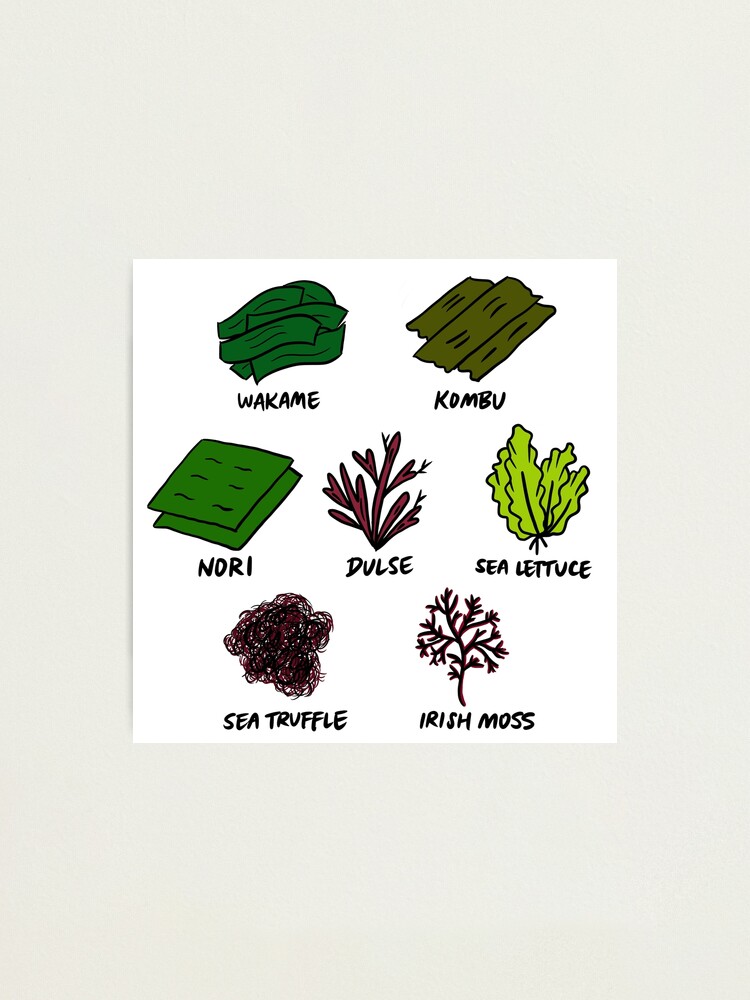 illustrated-types-of-edible-seaweed-photographic-print-for-sale-by