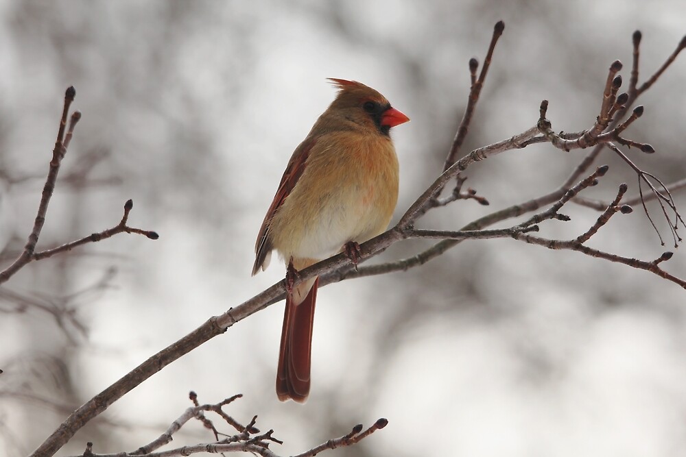 female red cardinal        <h3 class=