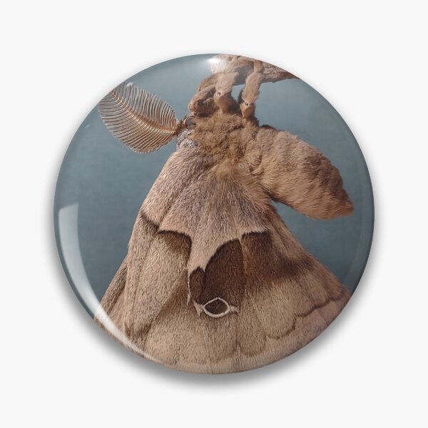 Item preview, Polyphemus moth freshly emerged designed and sold by Deathplant.