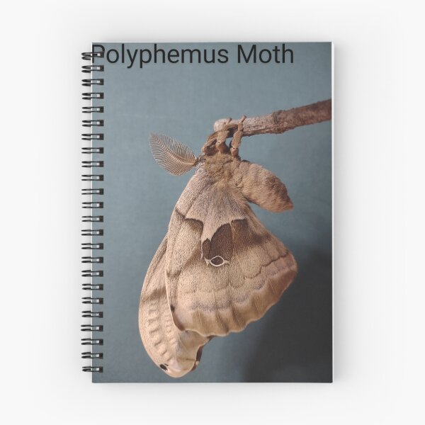Item preview, Polyphemus moth freshly emerged designed and sold by Deathplant.