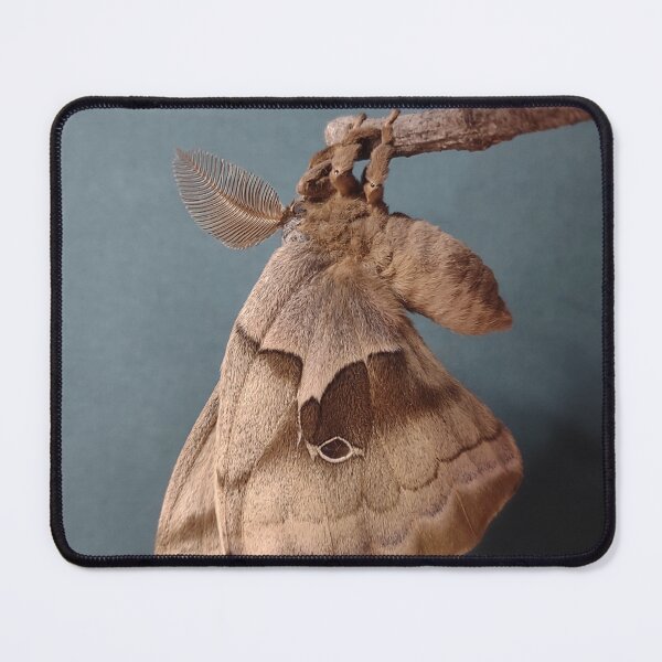 Item preview, Polyphemus moth freshly emerged designed and sold by Deathplant.
