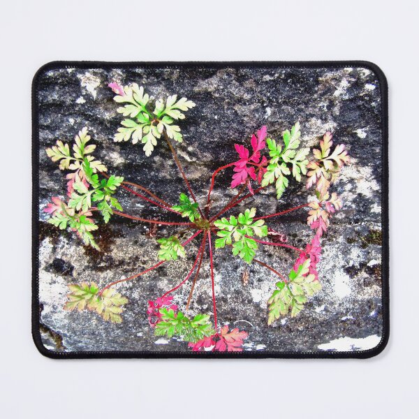 Item preview, Colourful weeds designed and sold by Shulie1.