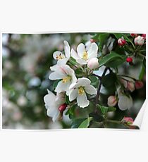 Apple Blossoms Poster