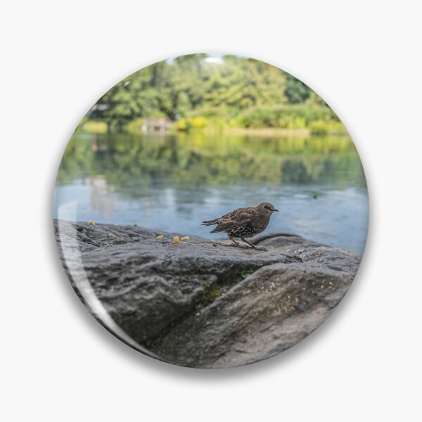 Item preview, Starling in Central Park designed and sold by KensLensDesigns.