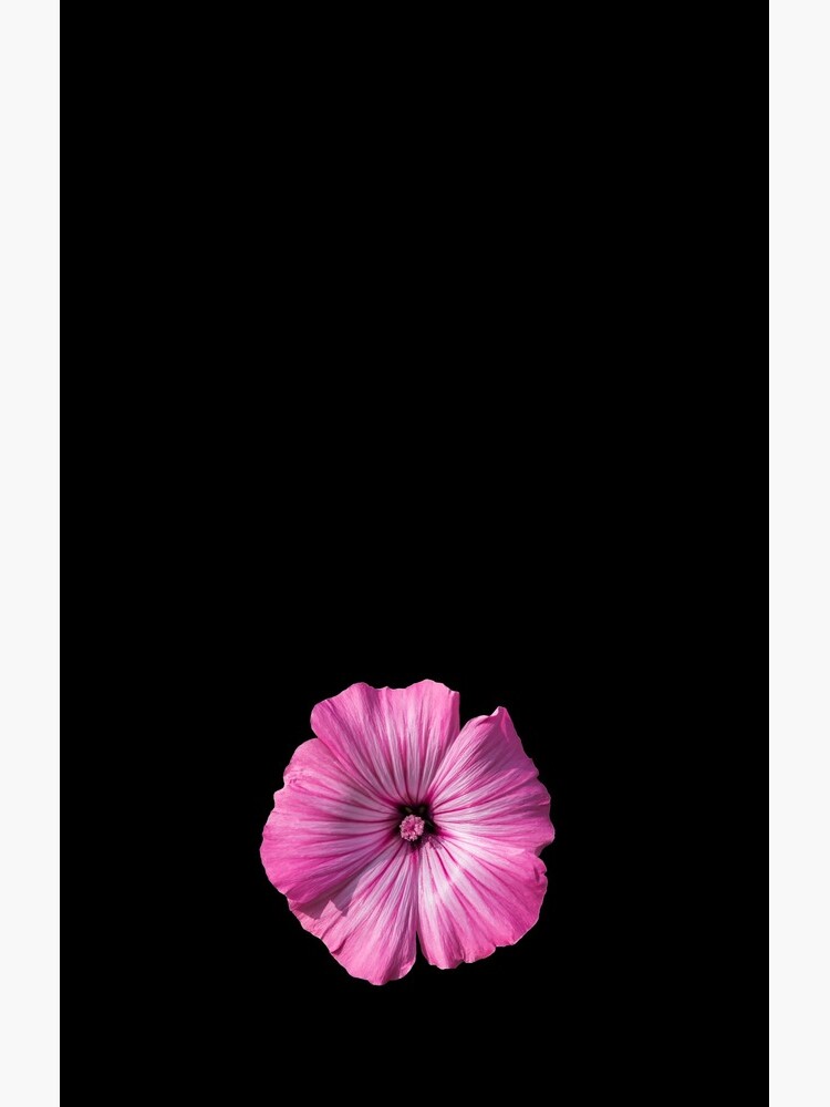 Pink Hibiscus Flower by sadler2121