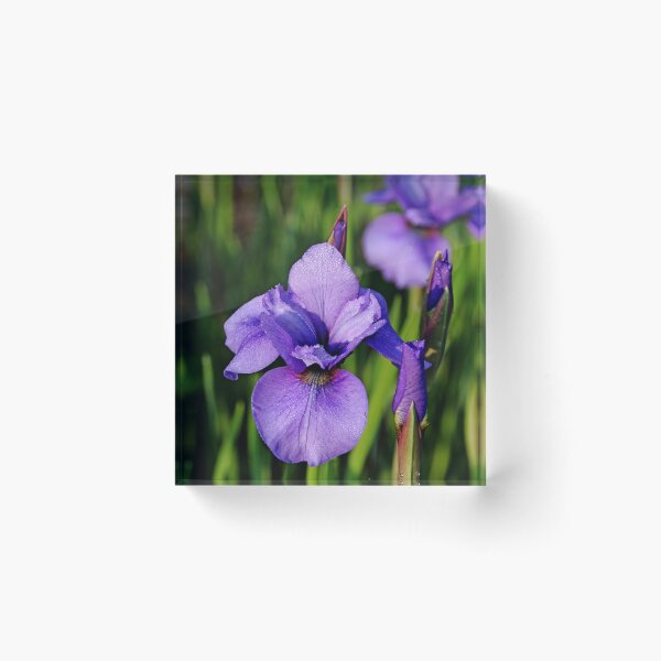 Item preview, Dew Kissed Iris designed and sold by Debbie Oppermann.