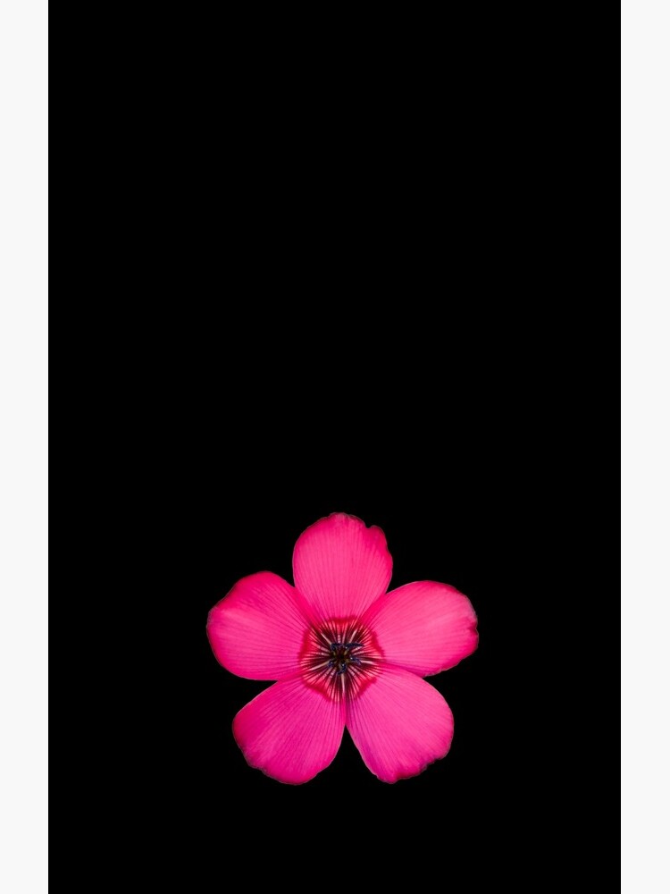 Red Flax flower by sadler2121