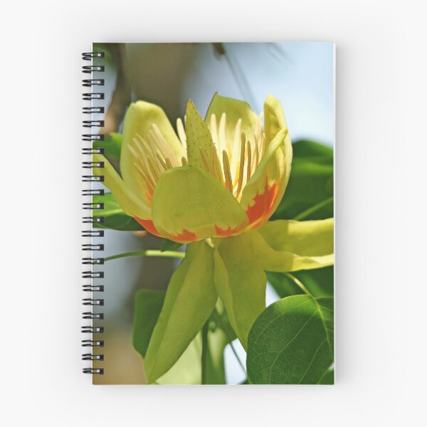 Item preview, Tulip Tree Bloom designed and sold by Debbie Oppermann.
