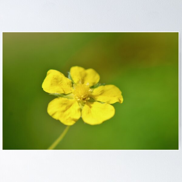 Item preview, Common Cinquefoil designed and sold by Kathleen Daley.
