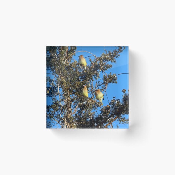 Item preview, Ear-Full Of Waxwings designed and sold by Debbie Oppermann.