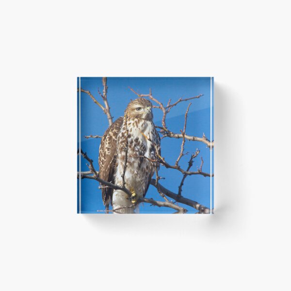 Item preview, Cooper's Hawk designed and sold by Valentina Gatewood.