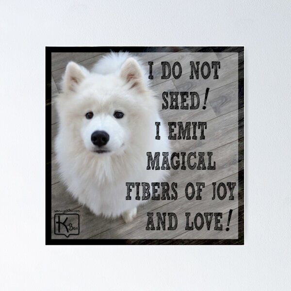 Do samoyed best sale dogs shed