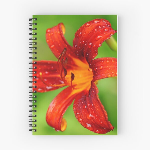 Item preview, Burnt Orange Lily designed and sold by Debbie Oppermann.