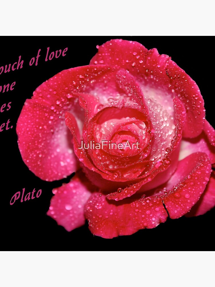 Rose Quote by JuliaFineArt