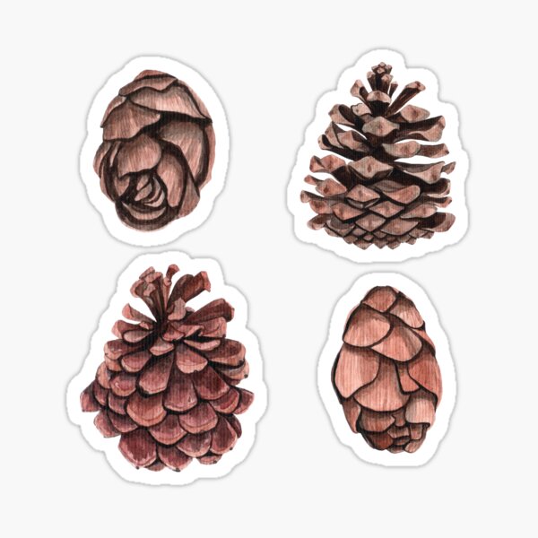 Beautiful pine cones Sticker