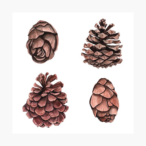 Beautiful pine cones Photographic Print