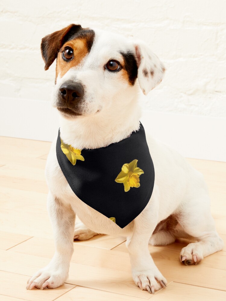 Daffodil hotsell dog collar