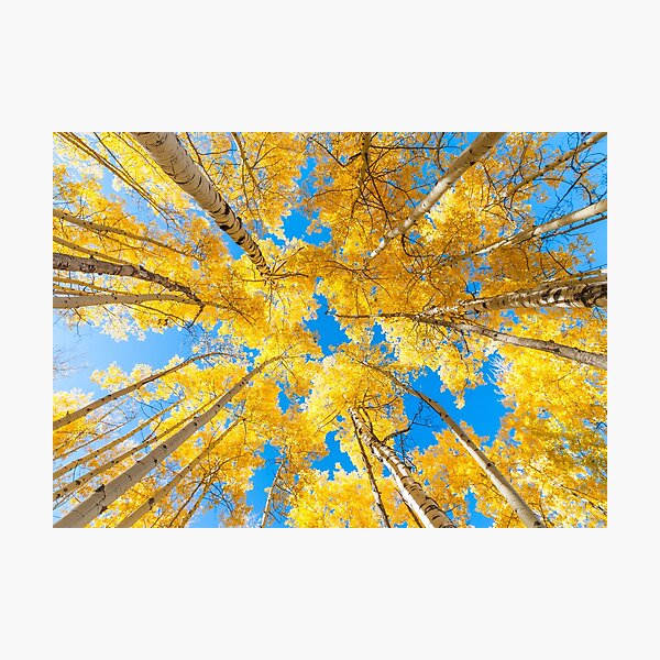 Item preview, golden autumn aspens designed and sold by pholange.