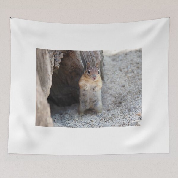 Item preview, Golden-mantled ground squirrel designed and sold by SDym Photography.