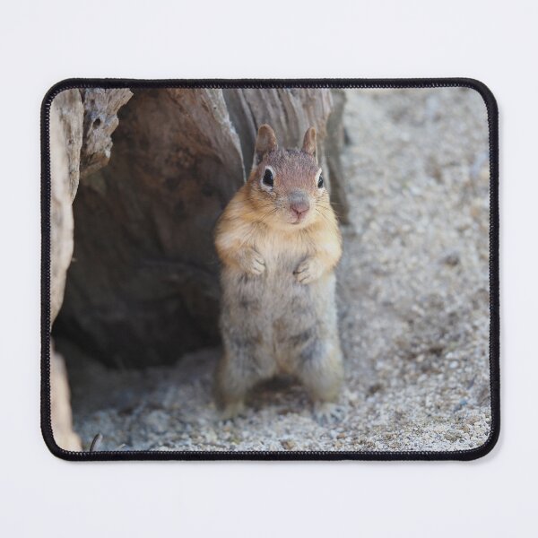 Item preview, Golden-mantled ground squirrel designed and sold by SDym Photography.