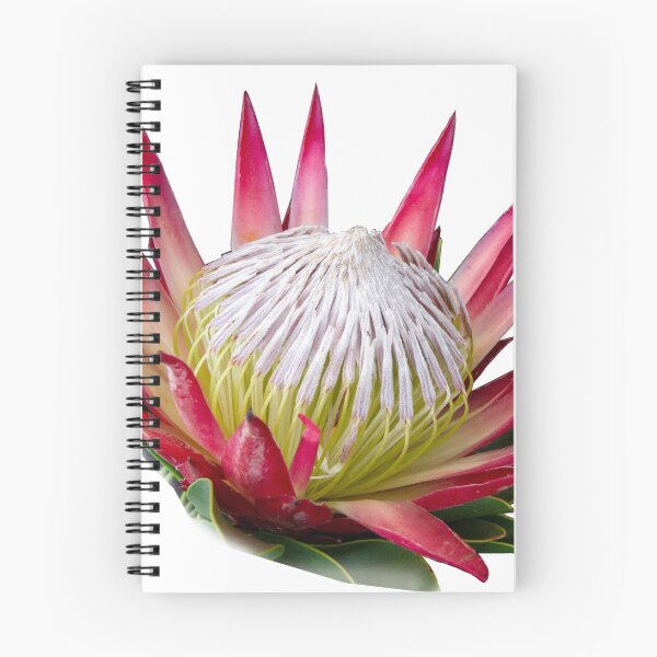Item preview, King Protea Print designed and sold by AntWest.