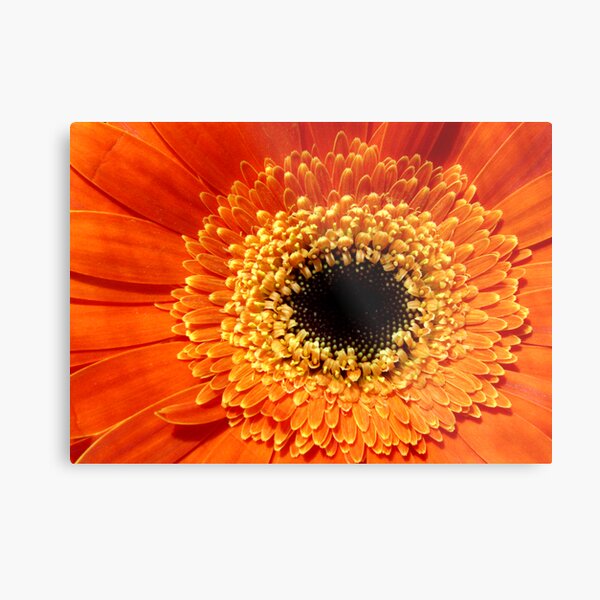 gerbera Metal Print