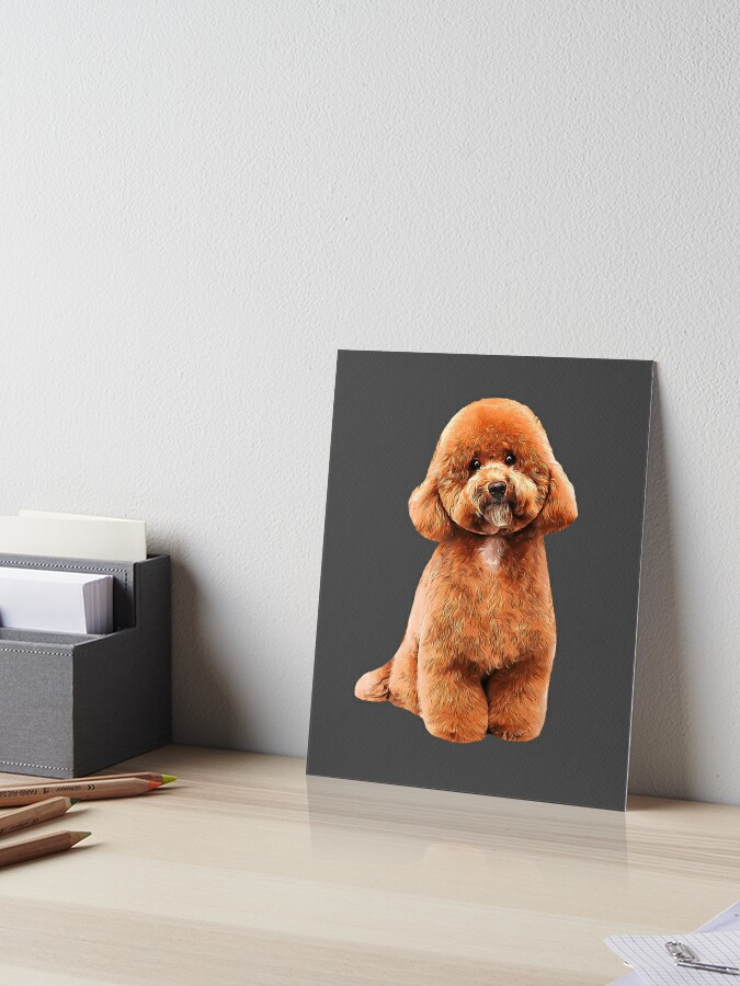 Toy Poodle Gorgeous Mini Dog Teddy | Art Board Print