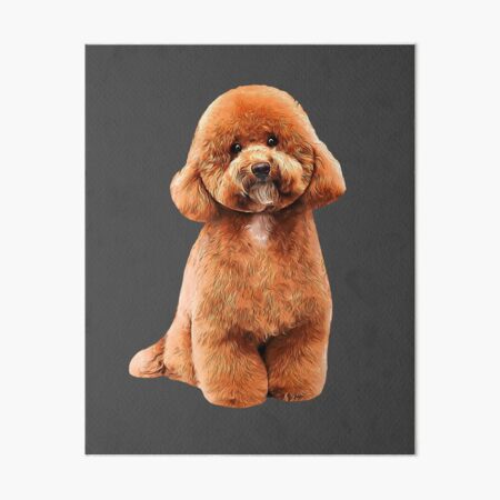 Toy Poodle Gorgeous Mini Dog Teddy | Art Board Print