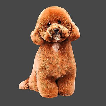 Teddy bear fashion toy poodle