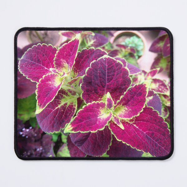 Item preview, Multicolor leaves designed and sold by ridhiandparidhi.
