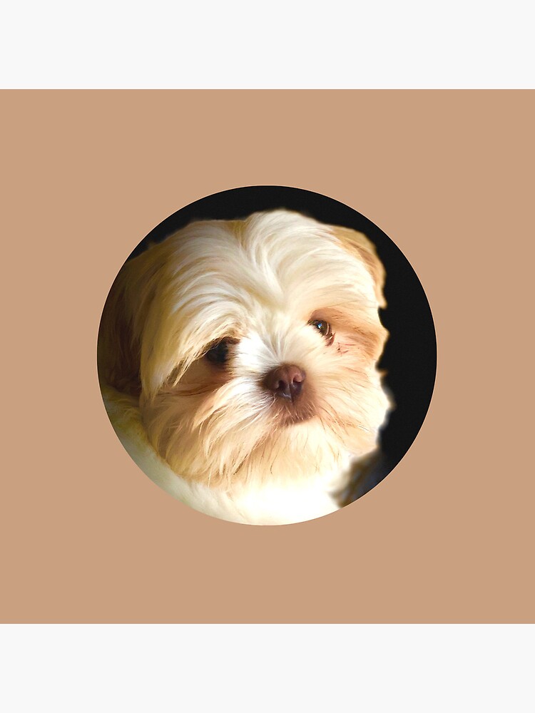 Shih tzu best sale cross laparatsu