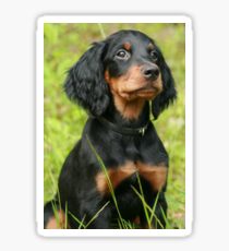gordon setter sitting second Sticker