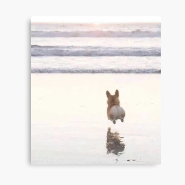 Leaping Corgi Canvas Print