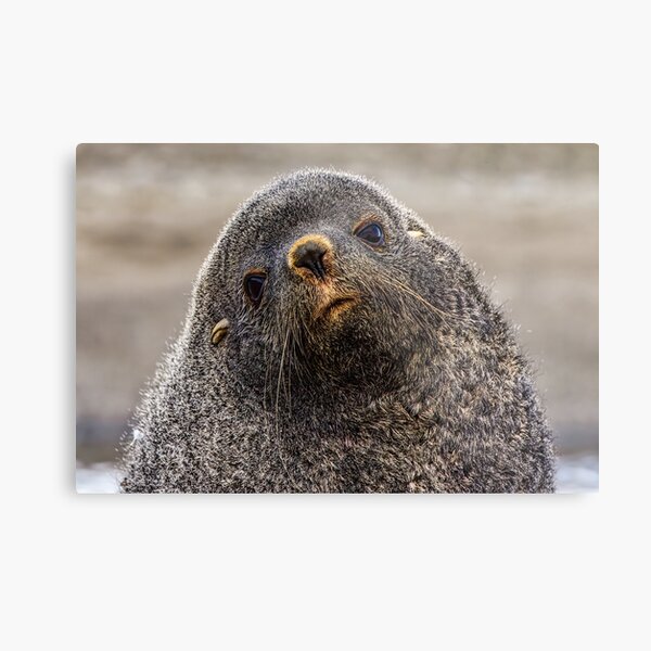 Portrait of Fur Seal Metal Print