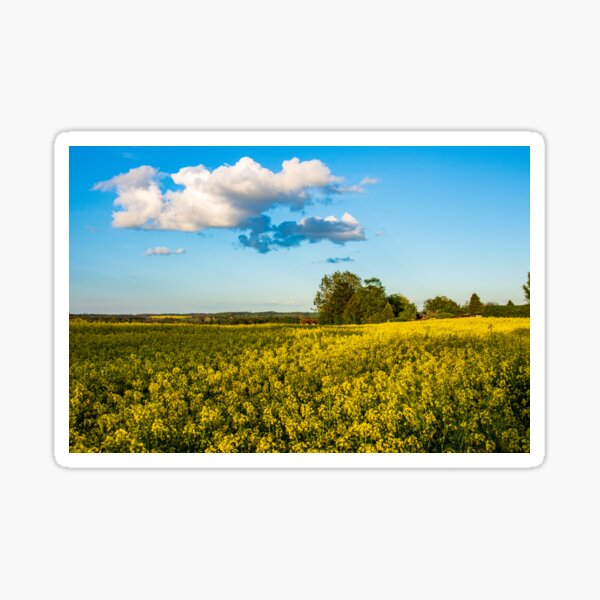 "Knebworth field bursting with yellow" Sticker for Sale by royk4est