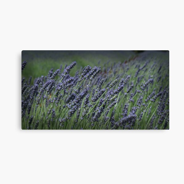 Item preview, Lavender Fields designed and sold by Susan Segal.