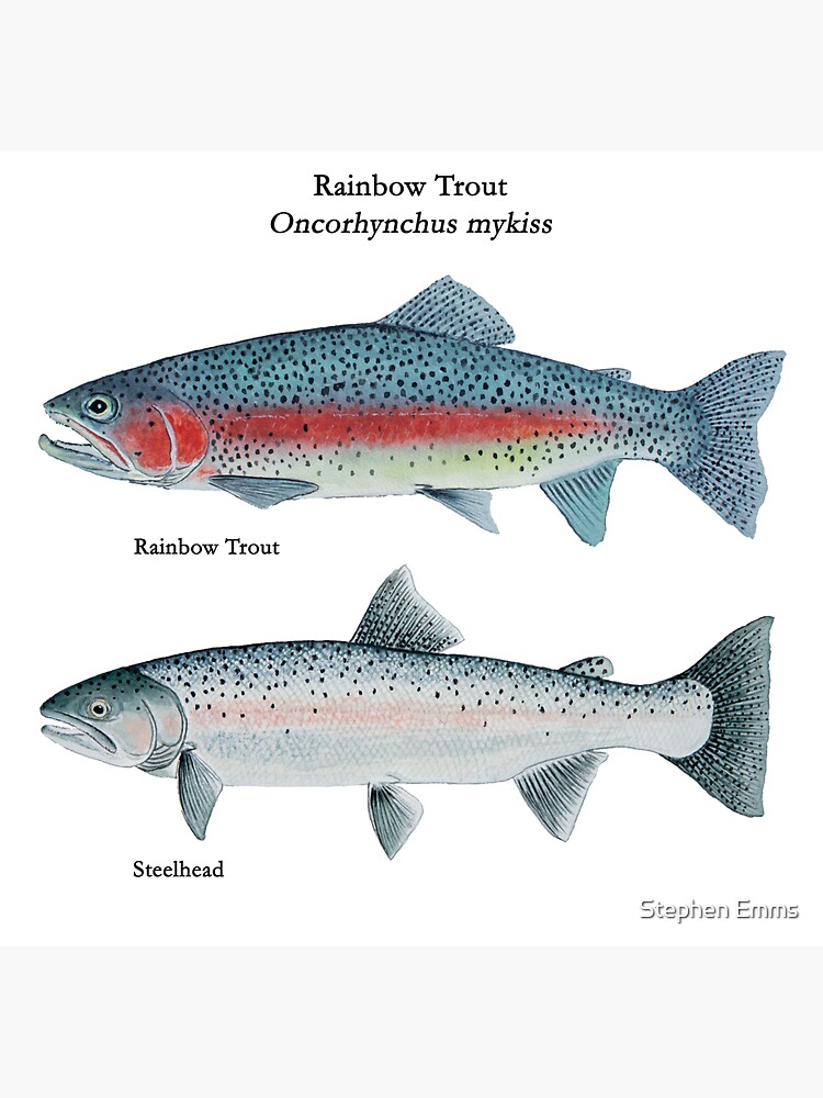 Rainbow Trout and Steelhead Magnet for Sale by Stephen Emms